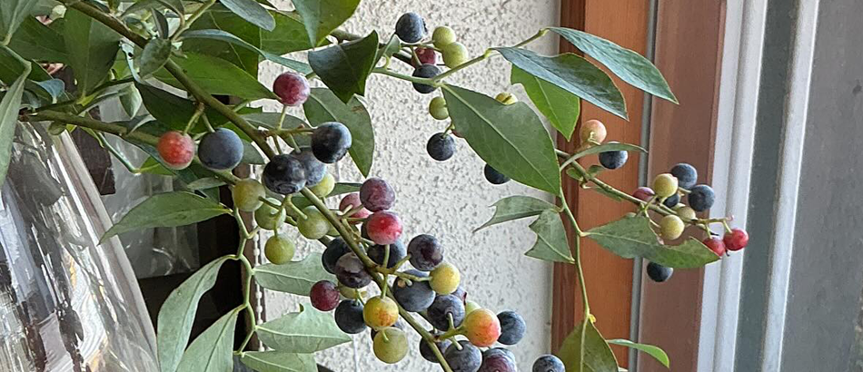 明日15日までやっております。