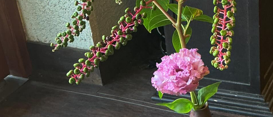 ヨウシュヤマゴボウの実も 色付き始めました